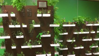 Frosinone FROSINONE – “La Rinascita” (Comprensivo 2): presentato il “Bosco verticale” Bosco verticale Frosinone