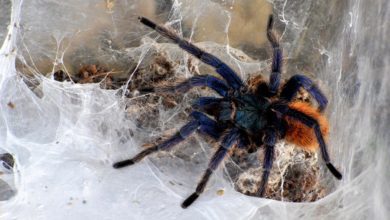 ROMA – Grande ragno tropicale salvato in magazzini supermercato dai guardiani del Bioparco MDG Chromatopelma cyaneopubescens rid