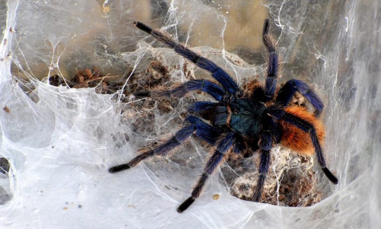 ROMA – Grande ragno tropicale salvato in magazzini supermercato dai guardiani del Bioparco MDG Chromatopelma cyaneopubescens rid