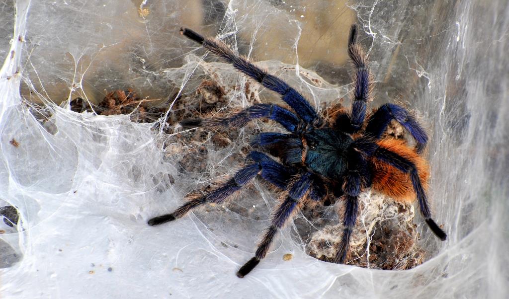 ROMA – Grande ragno tropicale salvato in magazzini supermercato dai guardiani del Bioparco MDG Chromatopelma cyaneopubescens rid