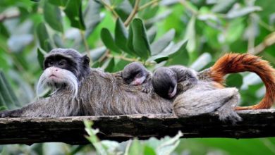 ROMA – Al Bioparco nati due tamarini imperatore Tamarino imperatore