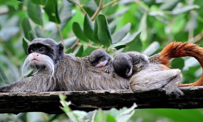 ROMA – Al Bioparco nati due tamarini imperatore Tamarino imperatore