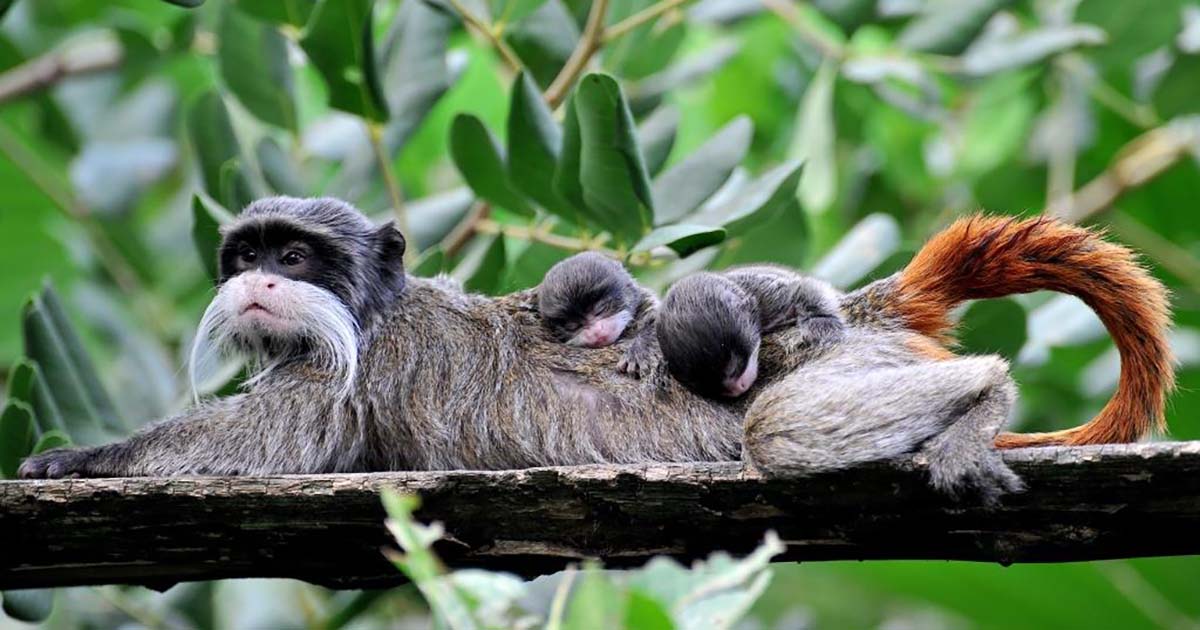 ROMA – Al Bioparco nati due tamarini imperatore Tamarino imperatore
