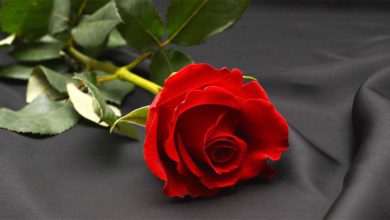 Frosinone È venuta a mancare Rosa Maria Palombo Lutto