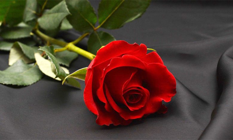 Frosinone È venuta a mancare Rosa Maria Palombo Lutto