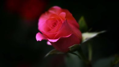 Alatri Giovedì pomeriggio l’addio a “Marcello” Lutto