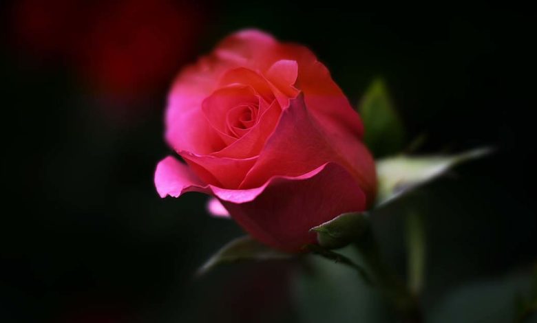 Alatri Giovedì pomeriggio l’addio a “Marcello” Lutto