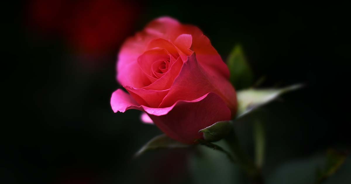 Alatri Giovedì pomeriggio l’addio a “Marcello” Lutto