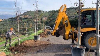 BOVILLE ERNICA – Quattordici tigli nell’area verde davanti allo stadio “Montorli” Boville FOTO Nuovi alberi centro sportivo Montorli