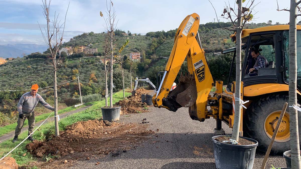 BOVILLE ERNICA – Quattordici tigli nell’area verde davanti allo stadio “Montorli” Boville FOTO Nuovi alberi centro sportivo Montorli