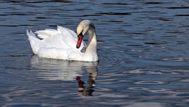 Roma: cigno muore di aviaria. Chiusa precauzionalmente parte di Villa Pamphilj laghetto villa pamphilj cigno aviaria
