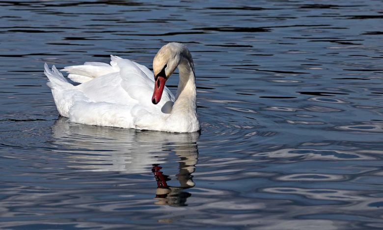 Roma: cigno muore di aviaria. Chiusa precauzionalmente parte di Villa Pamphilj laghetto villa pamphilj cigno aviaria