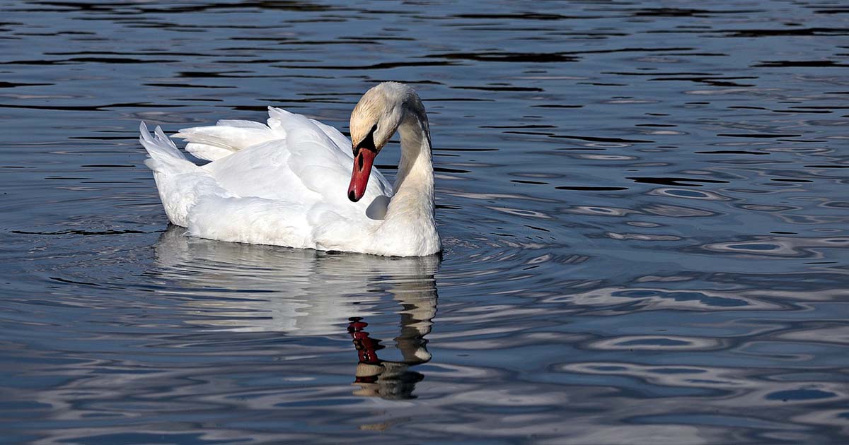 Roma: cigno muore di aviaria. Chiusa precauzionalmente parte di Villa Pamphilj laghetto villa pamphilj cigno aviaria