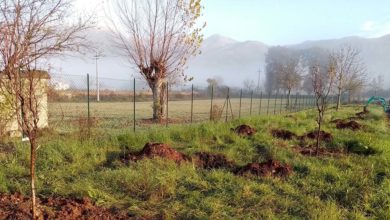 lago di Posta Fibreno POSTA FIBRENO – “Progetto Ossigeno”: avviata la piantumazione di 350 piante piantumazione posta fibreno