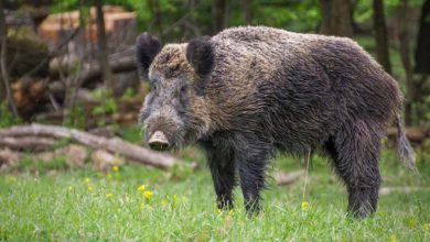 Frosinone ASL Frosinone: cinque cinghiali positivi alla Trichinella Britovi identificati ed eliminati dal circuito alimentare Cinghiale