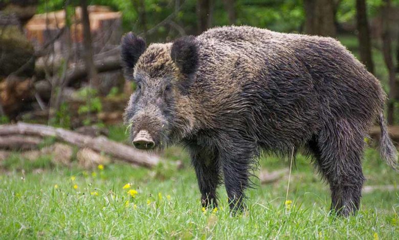 Frosinone ASL Frosinone: cinque cinghiali positivi alla Trichinella Britovi identificati ed eliminati dal circuito alimentare Cinghiale
