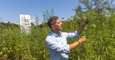 Canapa industriale: ecco la “green valley” di Roccasecca