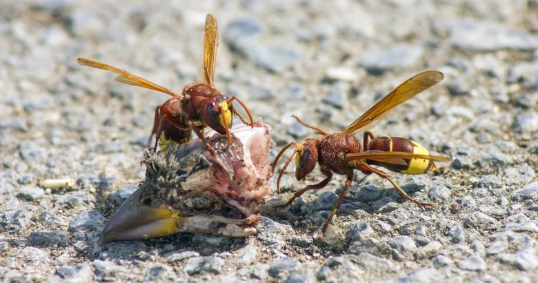 Vespa Orientalis a Roma: info per tutti coloro che vivono, lavorano, studiano nella Capitale