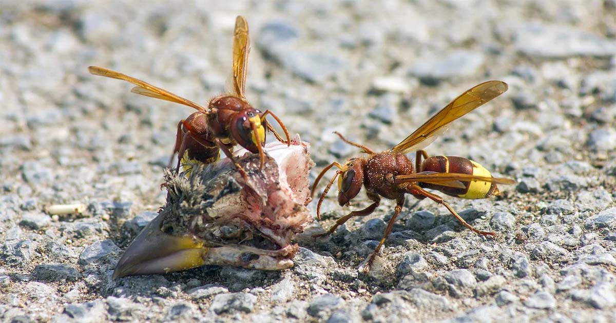 Vespa Orientalis a Roma: info per tutti coloro che vivono, lavorano, studiano nella Capitale