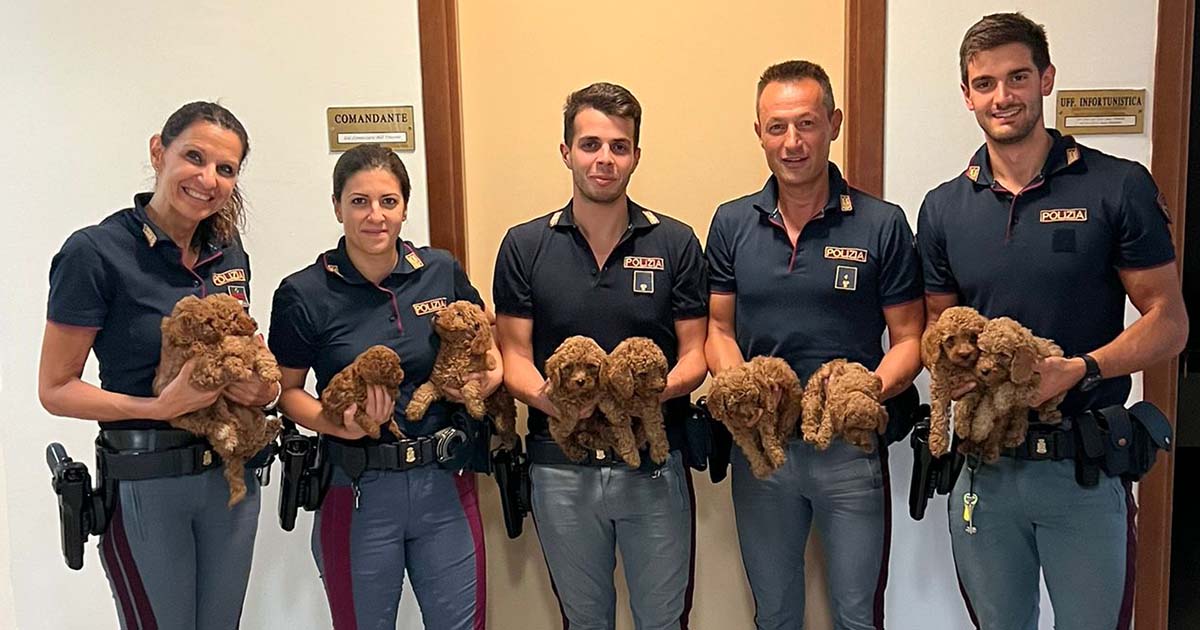 Mazda Cuccioli di barboncino destinati al mercato nero recuperati dalla Polizia Cuccioli