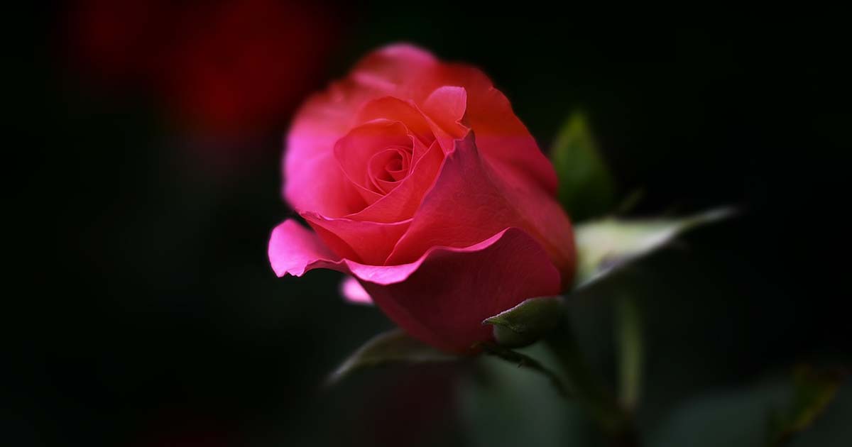 È morto Guido Zaccagnini, stimato musicologo e storica voce radiofonica Lutto