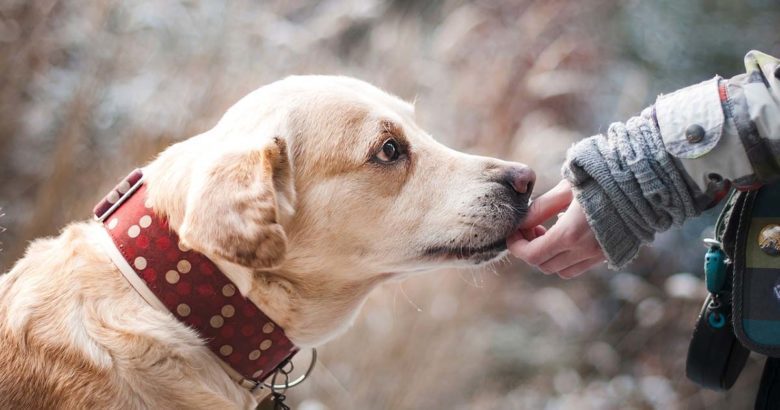 46.000 cani avvelenati nel 2022 cane