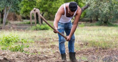 Sant’Elia Fiumerapido: cercasi bracciante agricolo Agricoltore