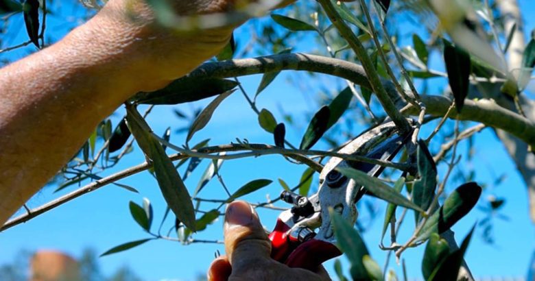Riserva Naturale Lago di Posta Fibreno: una giornata potatura olivo copia