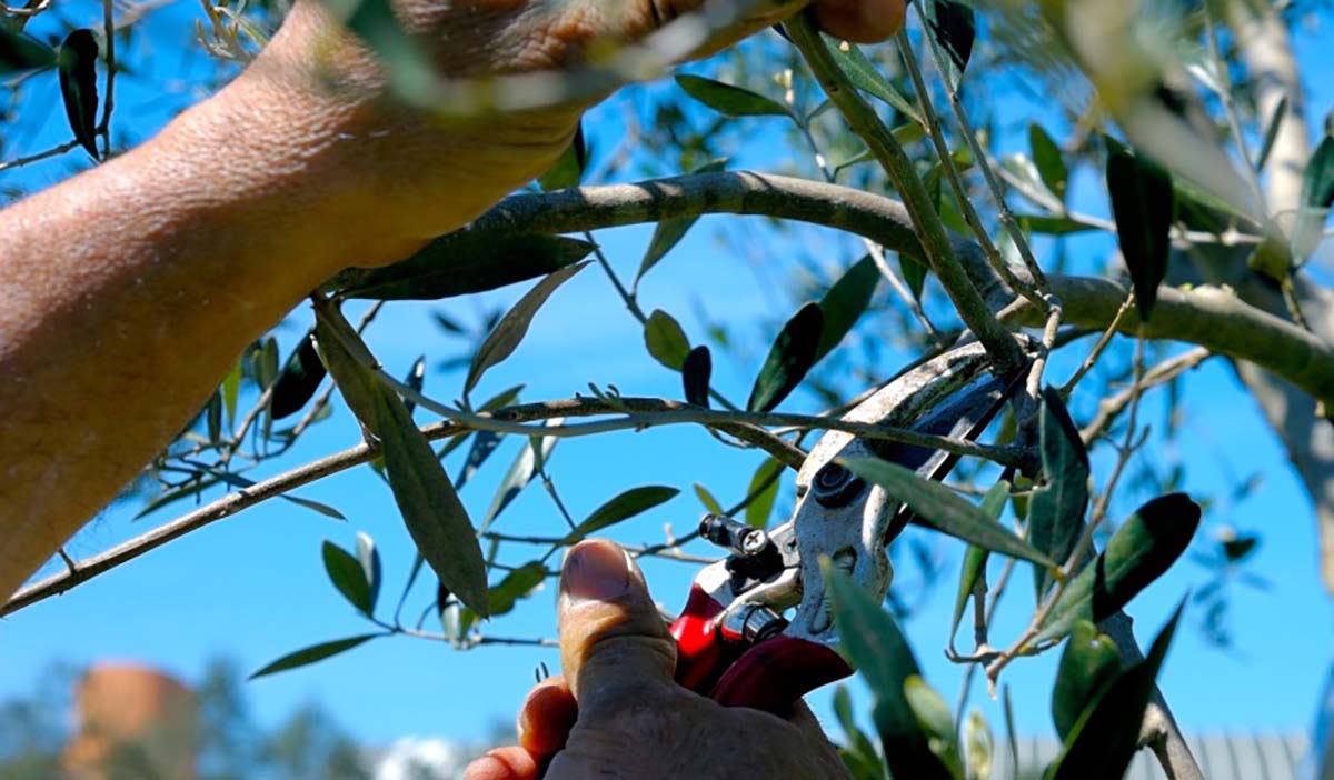 Riserva Naturale Lago di Posta Fibreno: una giornata potatura olivo copia