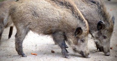 Cinghiali: adottato "Piano straordinario per la gestione e il contenimento della fauna selvatica" cinghiali