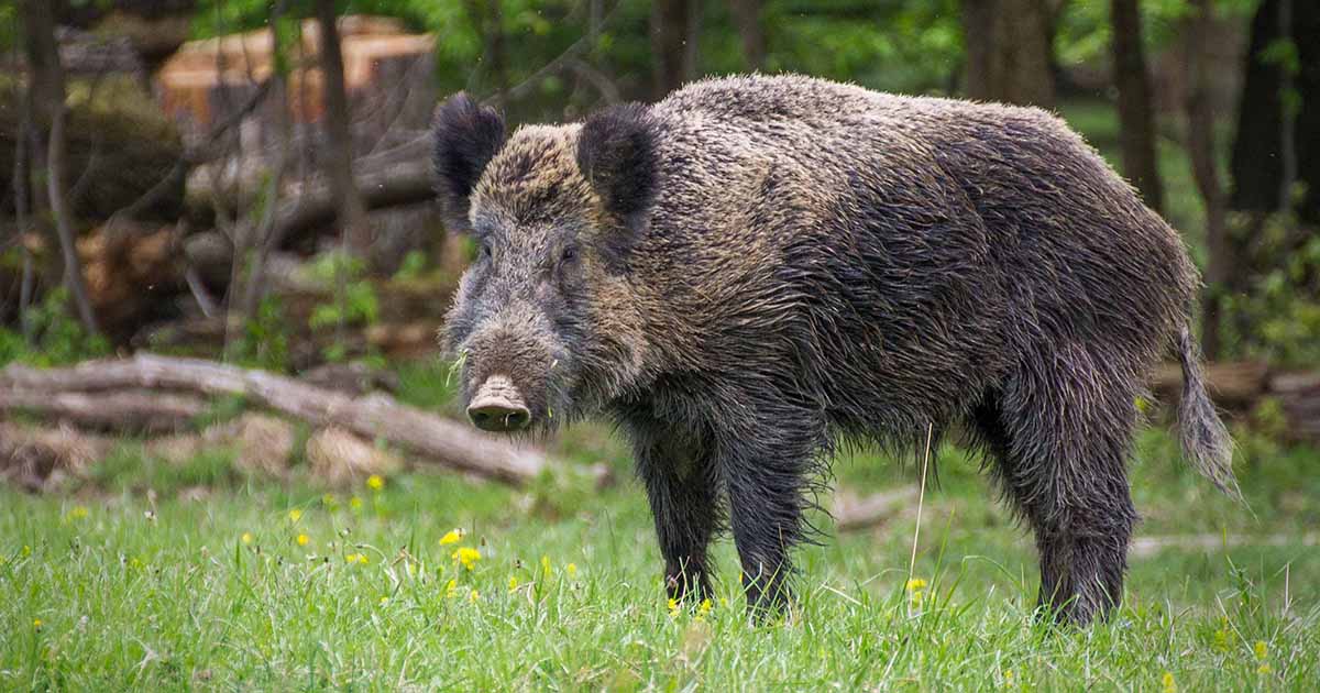 Frosinone, contenimento cinghiali: in arrivo la convenzione tra Comune e Regione Lazio Cinghiale
