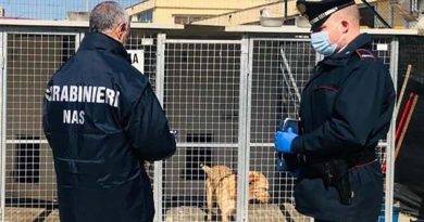 I NAS in un canile del frusinate: sequestrati 51 animali canile copia