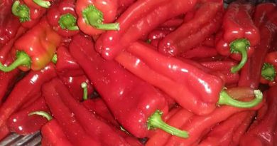 PEPERONE DI PONTECORVO DOP