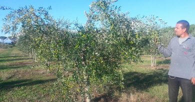 olio dell argentario