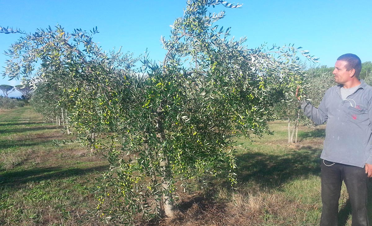 olio dell argentario