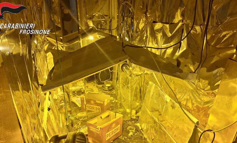 Coltivazione stupefacenti