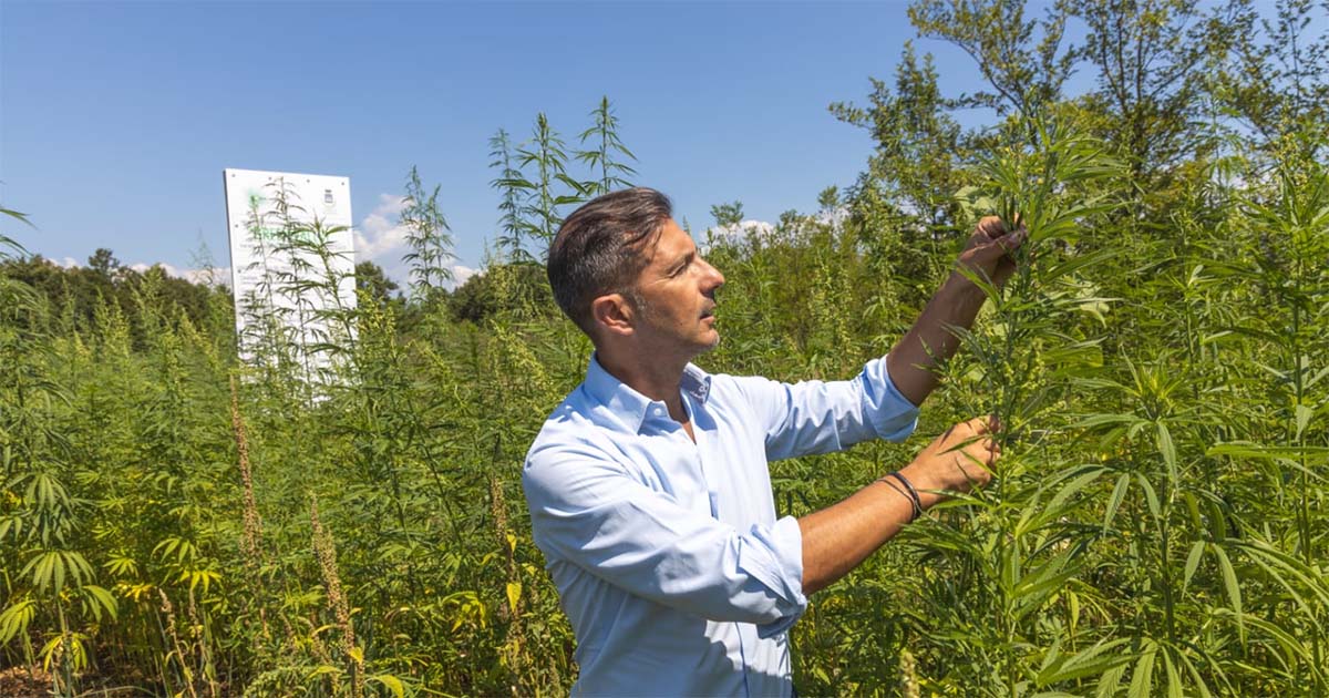 Canapa industriale: ecco la “green valley” di Roccasecca
