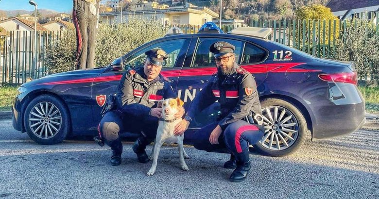 Cane vaga spaventato sulla superstrada: salvato dai Carabinieri cane