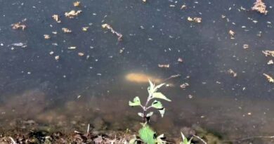 Ceccano, schiuma e moria di pesci nel fiume Sacco: avviate verifiche e analisi