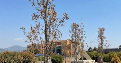 Frosinone, Alleanza Verdi Sinistra: «Gli alberi appena piantati sono già secchi». Chiesto un confronto pubblico con Mastrangeli