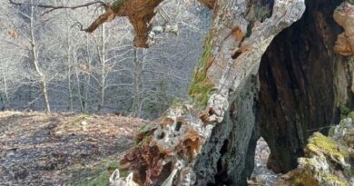 Esperia, 4.500 euro da Arsial per la tutela degli alberi monumentali