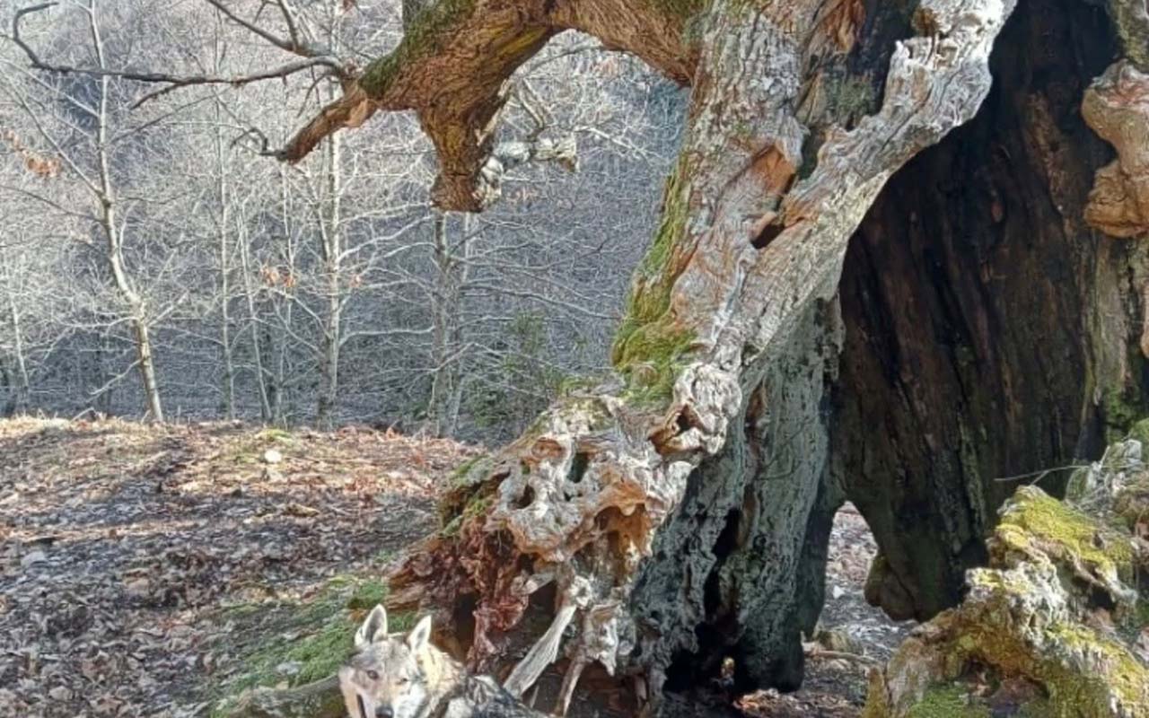 esperia comune copia